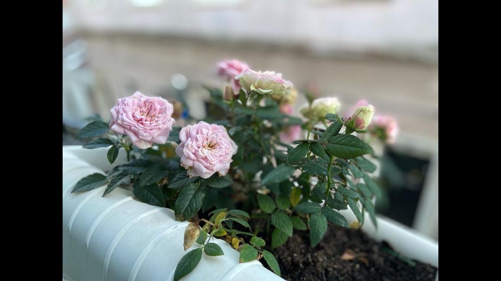Casa Rosas do Mondego