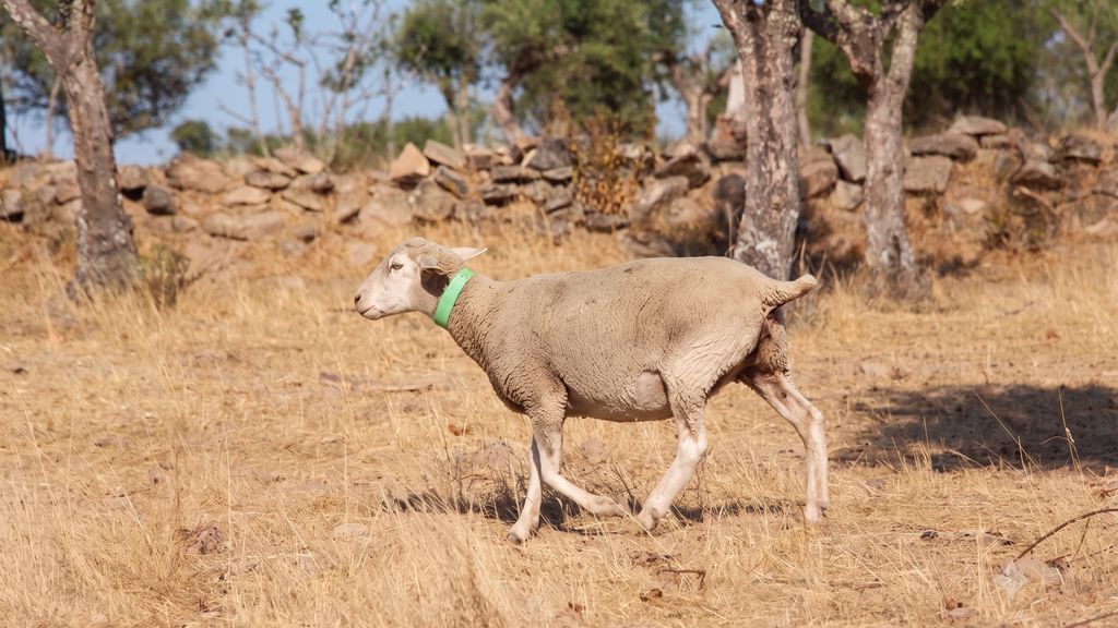 Kochab Alentejo