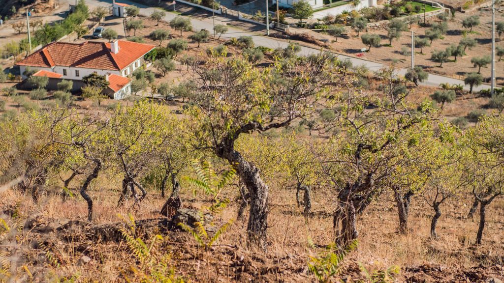 Quinta da Vela